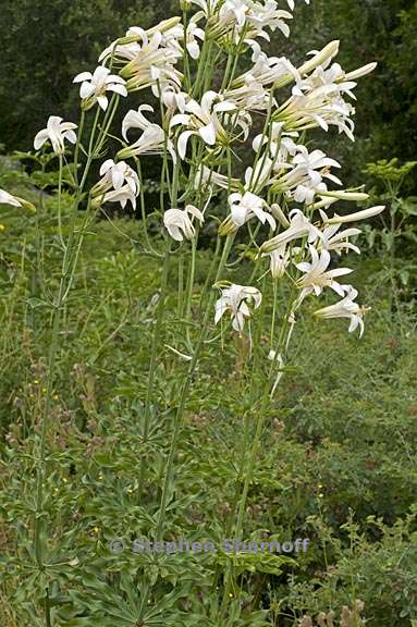 lilium washingtonianum ssp washingtonianum 3 graphic